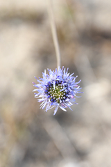 Jasione heldreichii