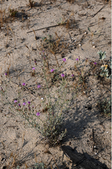 Centaurea grisebachii