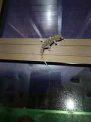 Tarentola gomerensis