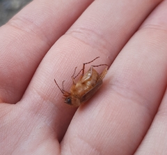 Amphimallon assimile