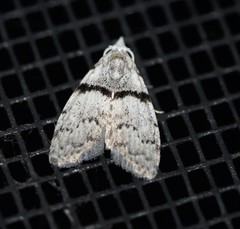 Nola pygmaeodes