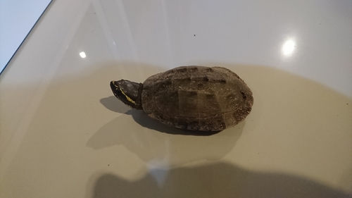 Malayemys khoratensis