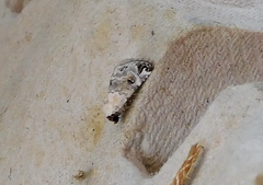 Coccidiphaga scitula