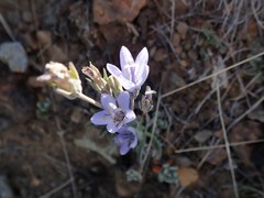 Campanula scabrella
