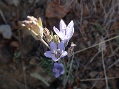 Campanula scabrella