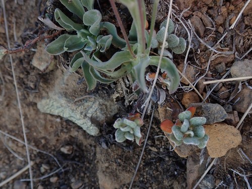 Image of Campanula scabrella by (c) joergmlpts, some rights reserved (CC BY)