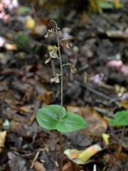 Neottia smallii