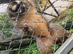 Aotus lemurinus