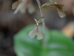 Neottia smallii