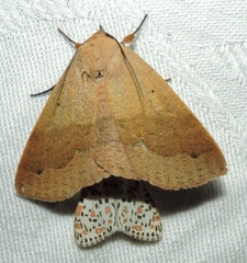 Ophyx ochroptera