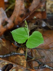 Neottia smallii