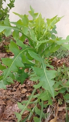 Lactuca canadensis