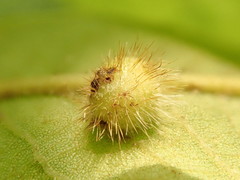 Caryomyia holotricha