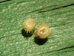 Caryomyia holotricha