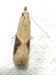 Ptyomaxia trigonogramma