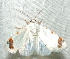 Chasmina pulchra