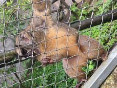 Aotus lemurinus