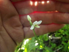 Galearis rotundifolia
