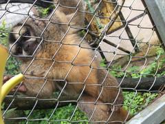Aotus lemurinus