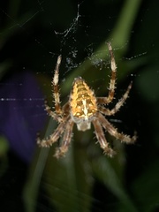 Araneus diadematus
