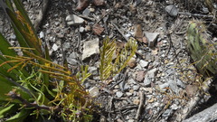 Senegalia berlandieri