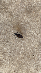 Triatoma gerstaeckeri