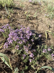 Thymus pallasianus
