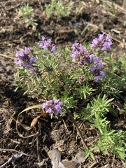 Thymus pallasianus