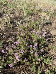 Thymus pallasianus