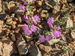 Epilobium siskiyouense
