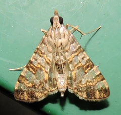 Dysallacta negatalis