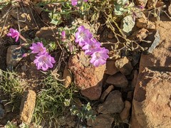 Epilobium siskiyouense