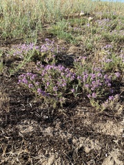 Thymus pallasianus
