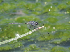 Dythemis nigrescens