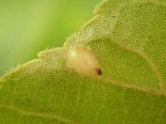Caryomyia eumaris