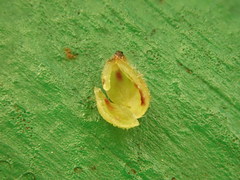 Caryomyia eumaris