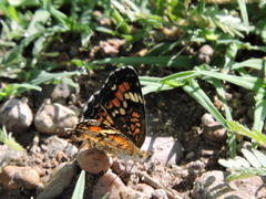 Phyciodes phaon