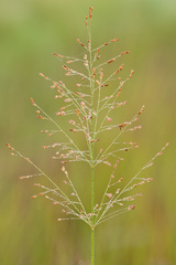 Panicum virgatum cubense