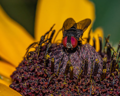 Eusiphona mira
