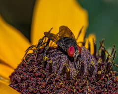 Eusiphona mira