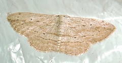 Scopula desita