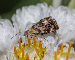 Tebenna gnaphaliella