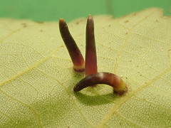 Caryomyia subulata