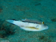 Canthigaster capistrata