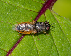 Odontomyia virgo