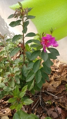 Rhododendron indicum