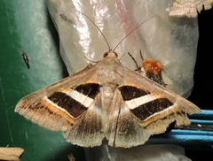 Grammodes occulta