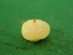 Caryomyia biretta