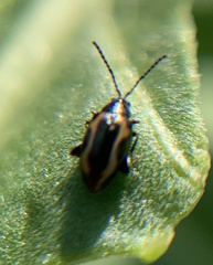 Phyllotreta