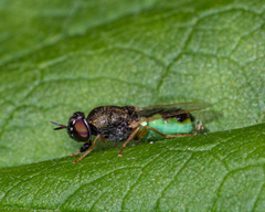 Hedriodiscus dorsalis